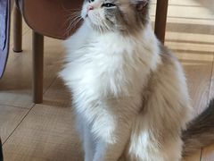 -Let's go狗咖·猫咖·奶狗·桌游(春熙路IFS店)