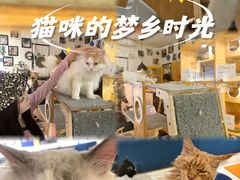 -平行世界·猫咖(首经贸店)