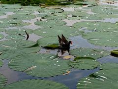 -前关湿地公园