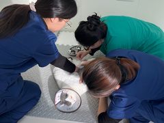 -派美特宠物医院·核磁CT·骨科肿瘤·疑难转诊(沈农禾丰店)