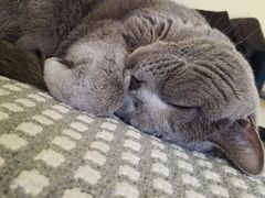 -宠福鑫康馨动物医院·骨科·眼科