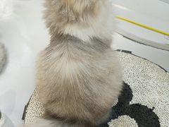 -COLOR PETS 撸猫馆·购猫·猫咖(长风大悦城店)
