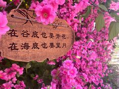 -北京凤凰岭