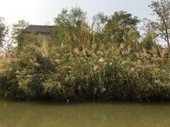 -武清南湖绿博园