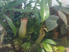 -国家植物园南园