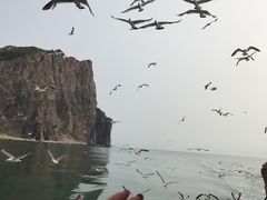 -长岛万鸟岛