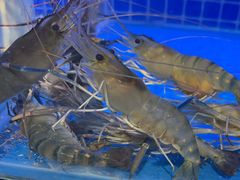 -渔夫蒸鲜(世奥湾店)