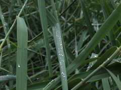 -成都市活水公园