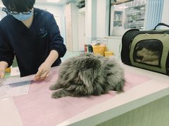 -北京观赏动物医院·24小时大型综合·猫专科·异宠专科