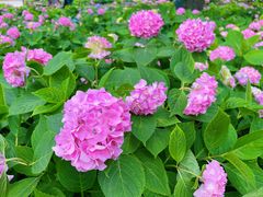 -上海共青森林公园