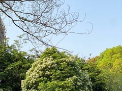 -上海滨江森林公园