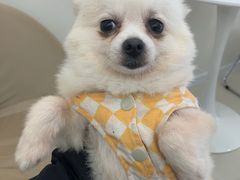 -怪兽屋·羊驼·猫咖·狗咖(俊华广场店)