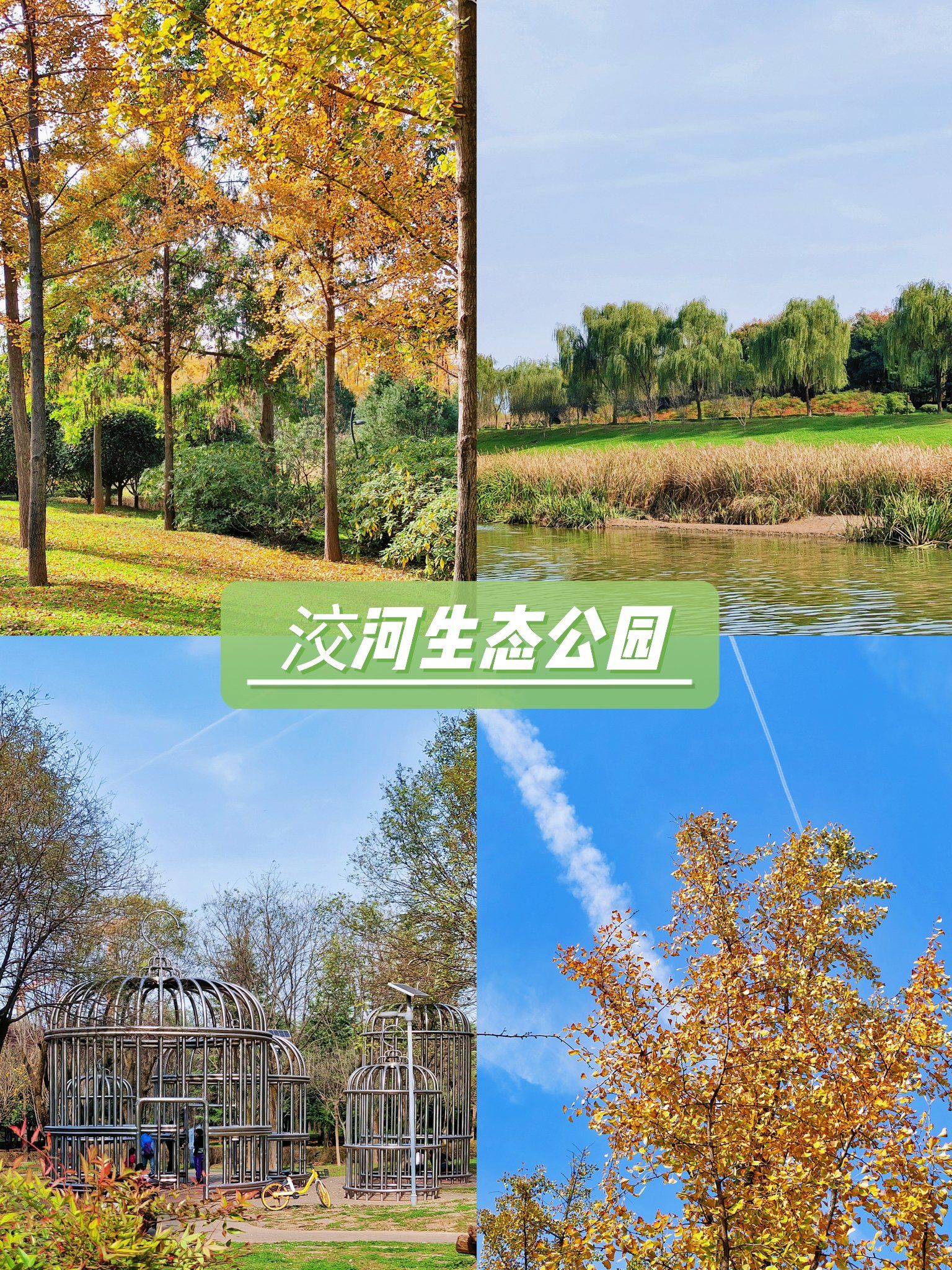 洨河生态公园 银杏纷飞 满地金黄 真是难掩的好秋色