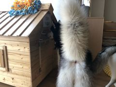 -Husky Go! 哈士奇体验馆·宠物咖啡厅狗咖