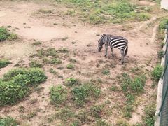 -宿豫区运河湾森林动物园