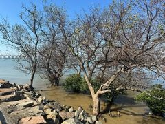 -宝安西湾红树林湿地公园