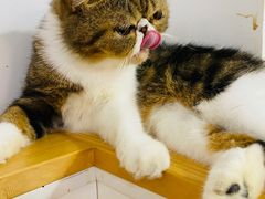 -李小姐の猫咖啡馆(五角场店)