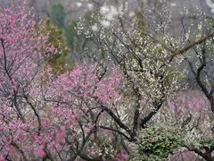 -梅花山(明孝陵内)