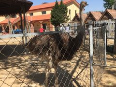 -意大利农场度假村