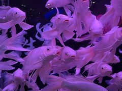 -苏州艺都古玩花鸟市场