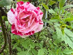 -85度C(上海秀沿路店)