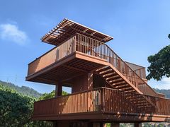 -银湖山郊野公园-相思林