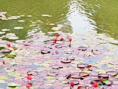 -新虹桥中心花园