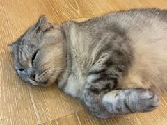 -猫咪派对(江南西店)
