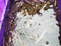 -盘龙黄鳝(盘龙居店)