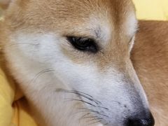 -逗柴咖啡屋·狗咖猫咖宠物桌游