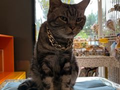 -平行世界·猫咖(首经贸店)