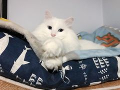 -艾贝尔宠物医院·24H转诊中心·肿瘤猫专科(江宁双龙店)