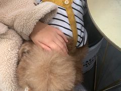 -Tim炒酸奶