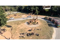 -广州长隆野生动物世界