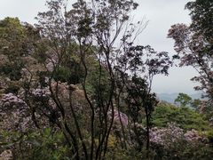 -梧桐山风景名胜区