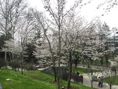 -武汉大学-樱园