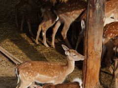 -青藏高原野生动物园