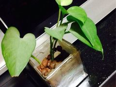 iphone_upload_pic-秦美花卉(天朗·莱茵小城2期店)