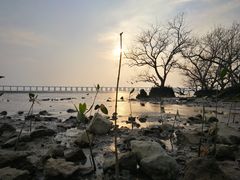 -宝安西湾红树林湿地公园