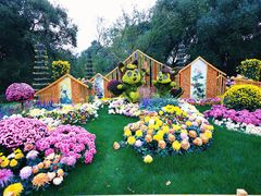 -上海共青森林公园