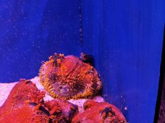 -上海海洋水族馆
