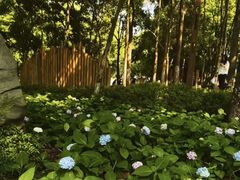 -重庆彩云湖湿地公园
