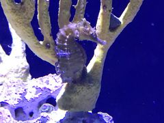 -西雅图水族馆
