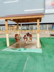 -萌宠亲子动物乐园(槐房万达店)