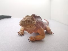 -贝林大翅鲸简餐厅(国家海洋博物馆店)