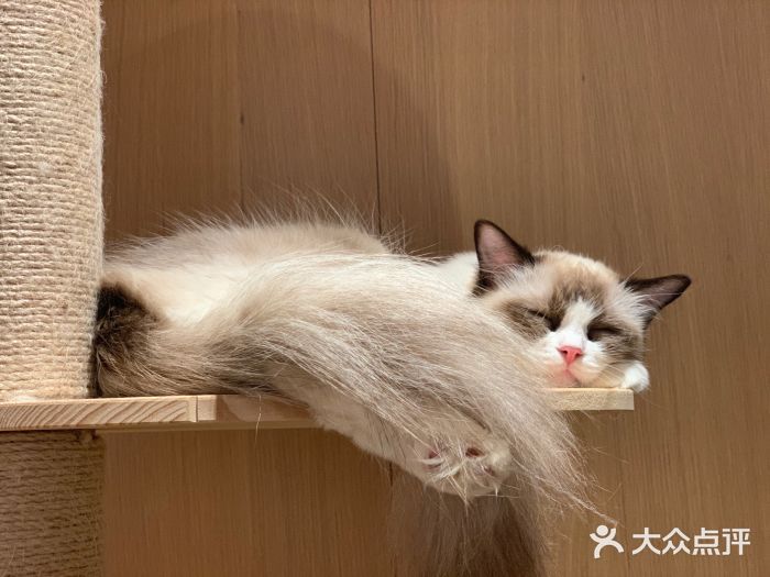 CAT’S MEWSTAR CAFE·喵星球猫屋(晴湾咖啡店)图片
