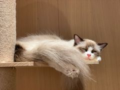 -CAT’S MEWSTAR CAFE·喵星球猫屋(晴湾咖啡店)