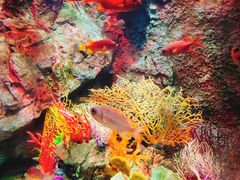 -太平洋海底世界