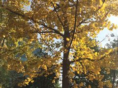 -重庆市江北嘴中央商务区中央公园