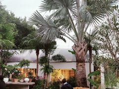 -自由生长植物工作室(深港花卉中心店)